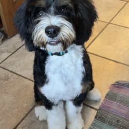 Aussiedoodle and Miniature Australian Shepherd All Grown Up from Little Puppy Co.