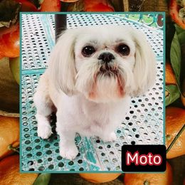 Moto - Shih Tzu