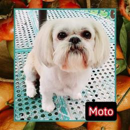 Moto - Shih Tzu