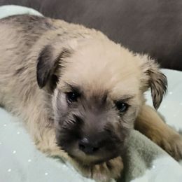 Miniature Schnauzers from DeV Walter’s Miniature Schnauzers