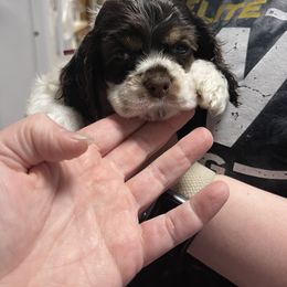 Pink Collar - Brown white and tan Cocker Spaniel puppy in Cleveland, Ohio from Buckeye Country Kennel