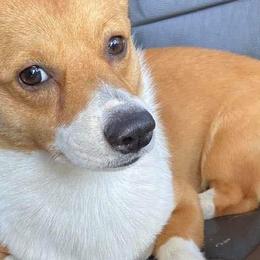 Cardigan Welsh Corgis and Pembroke Welsh Corgis from Spots and Sploots