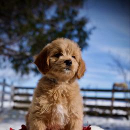 Ravioli - Apricot female Goldendoodle puppy in Mc Arthur, California from California Golden Love