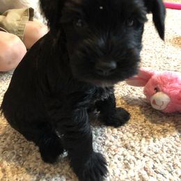 Miniature Schnauzer and Poodle Puppies from Bits & Bytes Farm