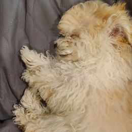Aussiedoodle, Poodle, and Toy Australian Shepherd Puppies from Heartland Ranch