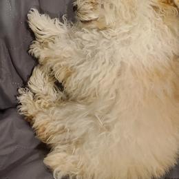 Aussiedoodle, Poodle, and Toy Australian Shepherd Puppies from Heartland Ranch