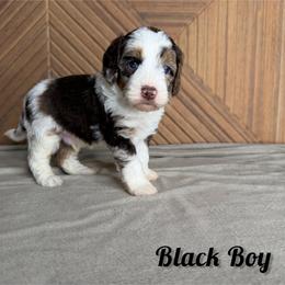 Black Boy - Chocolate merle male Bernedoodle puppy in Modesto, California from Two Doods Doodles