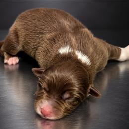 Sonic - Red tri-color male Australian Shepherd puppy in Fultonville, New York from Sandy Aussies, Mini Dachshunds & Pomeranians