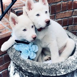 Siberian Husky Puppies from Lobban Huskies