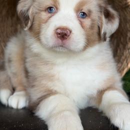 Vito-has tail-many videos - Red merle male Australian Shepherd puppy in Troy, South Carolina from Australian Shepherds of 3/W Farms