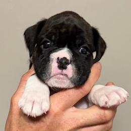 Finley - Brindle female Boxer puppy in Bonesteel, South Dakota from KP Boxers