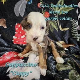 Boy 5 - Merle male Bernedoodle puppy in Schertz, Texas from Kat's Teddydoodles