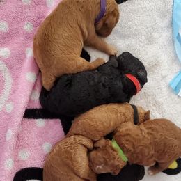 Australian Labradoodle Puppies from Lindsey's Labradoodles