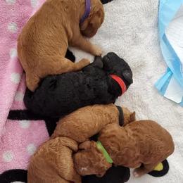 Australian Labradoodle Puppies from Lindsey's Labradoodles