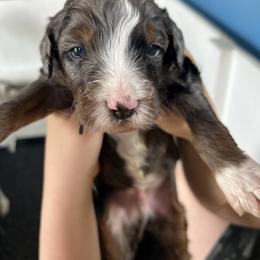 Bernedoodle and Goldendoodle Puppies from Brunsman Country Doodles LLC