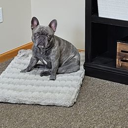 Bulldog and French Bulldog Puppies from Crystals Bulldog Bungalow
