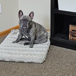 Bulldog and French Bulldog Puppies from Crystals Bulldog Bungalow
