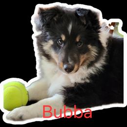 Boy 2 - male Shetland Sheepdog puppy in Los Lunas, New Mexico from Stafford Shelties