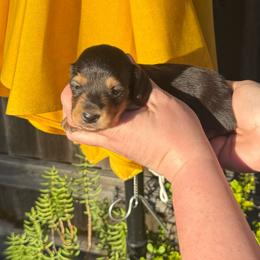 Black and Tan male - Black and tan male Dachshund puppy in Santa Rosa, California from Signature Mini Dachshunds