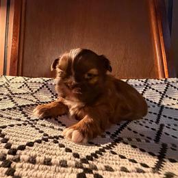 Girl 2 - Red and white female Shih Tzu puppy in Peoria, Arizona from Jodi’s Shihtzus