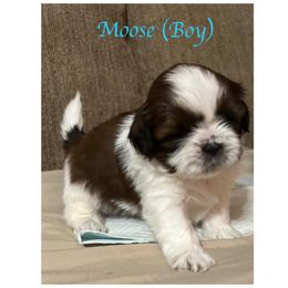 "Moose is still available" Shih Tzu Puppies from Starr Thomas