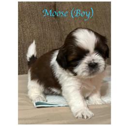 "Moose is still available" Shih Tzu Puppies from Starr Thomas