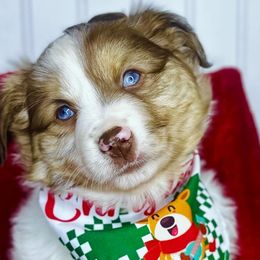 Peaches rmf - Miniature Australian Shepherd puppy in Buchanan, Georgia from Stanleyville Farm Mini Aussies
