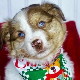 Peaches rmf - Miniature Australian Shepherd puppy in Buchanan, Georgia from Stanleyville Farm Mini Aussies