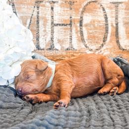 5th Pick (Willow) - Red female Cavapoo puppy in Marquand, Missouri from Perfectly Playful Doodles