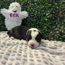 Púca (Poo-ka) - Black and white female Cardigan Welsh Corgi puppy in Clio, Michigan from Old Oak Cardigans