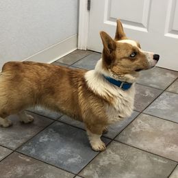 American Corgis and Pembroke Welsh Corgis from Clover Meadows Farm Corgis