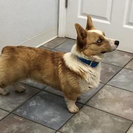 American Corgis and Pembroke Welsh Corgis from Clover Meadows Farm Corgis