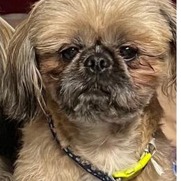 Ping - Shih Tzu