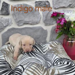 Indigo - Champagne male Dilute Retriever puppy in New Providence, Pennsylvania from Southernend Silvers