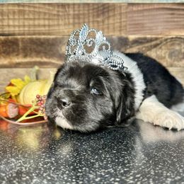 Maggie - White and black female Newfoundland puppy in Tully, New York from Bear Paw Newfoundlands