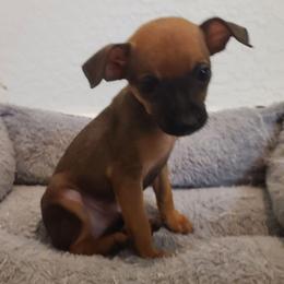 Benjamin - Black sabled fawn male Chihuahua puppy in Mesa, Arizona from Sun Valley Chihuahuas & Malinois