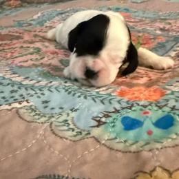 Green collar boy - Black and white male Cocker Spaniel puppy in Boca Raton, Florida from Gold-Coast Cockers