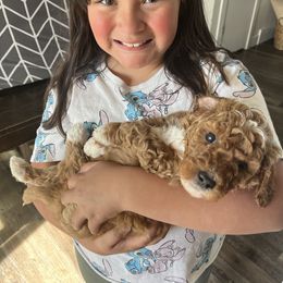 Goldendoodle Puppies from Life_on. Paws