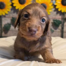 Boy 1 - Chocolate and tan male Dachshund puppy in Romney, Indiana from Brown's Valley Dachshunds