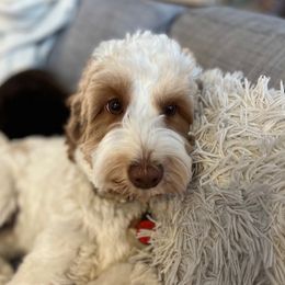 Daisy - Australian Labradoodle