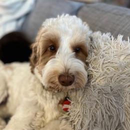 Daisy - Australian Labradoodle