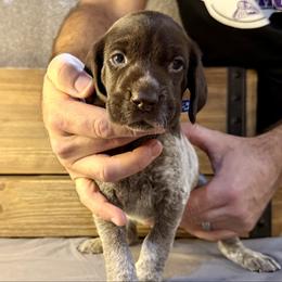 Dark Blue - Liver roan male German Shorthaired Pointer puppy in Laurel, Montana from Upland Points Gun Dogs