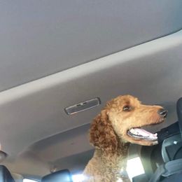 Kodi - Red  male Poodle puppy in Osyka, Mississippi from Southern Sunshine Standards