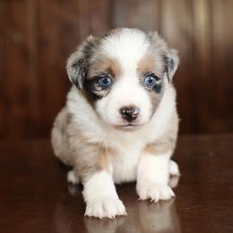 Annie - Blue merle female Miniature Australian Shepherd puppy in Hamilton, Montana from North Lake Aussies