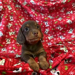 Dachshund Puppies from Crosbys Doxies