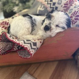 Patrick - Black white and tan male Cocker Spaniel puppy in Pueblo, Colorado from Scott & Lada’s Pups