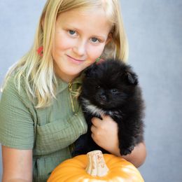 Pomeranian Puppies from Cutie Poms