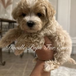 Goldendoodle, Maltipoo, and Yorkipoo Puppies from Doodle Pups Fur-Ever