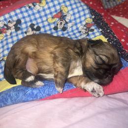 Shih Tzu Puppies from The Lion dog Shih Tzu