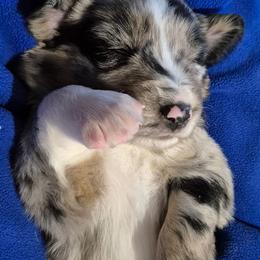 Isaac - Blue merle male Australian Shepherd puppy in Harrodsburg, Kentucky from Triple M Aussies